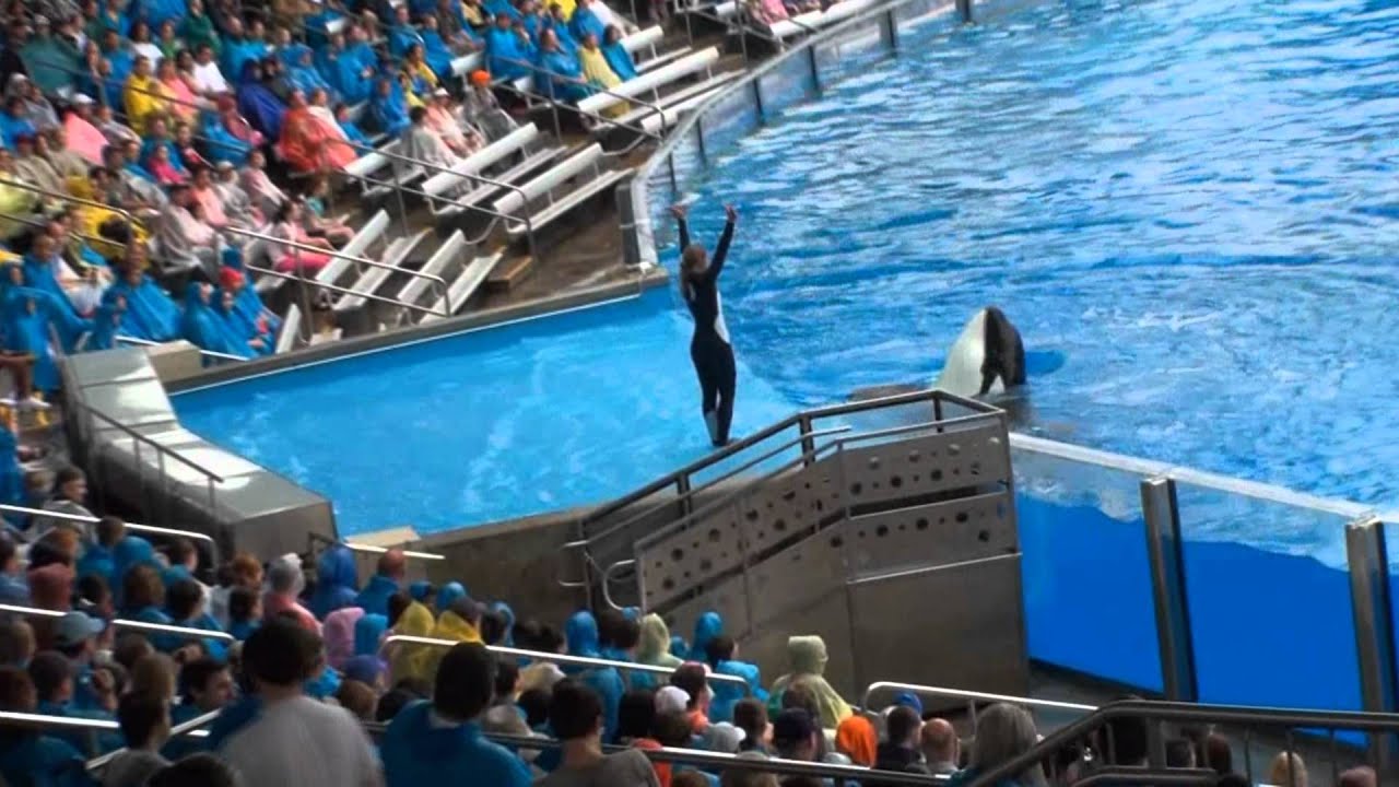 Orki w SeaWorld - Orlando, Floryda