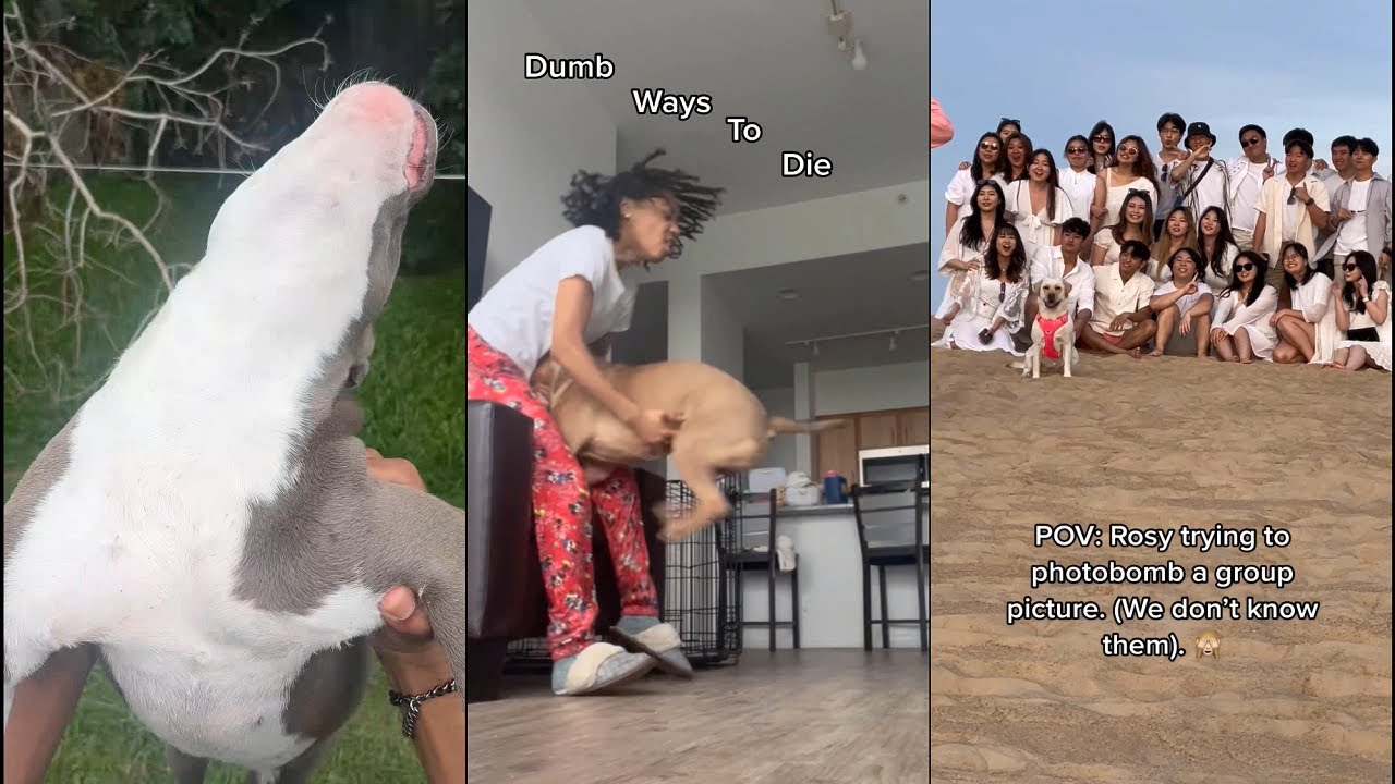 That one time i think i should change a new dog
