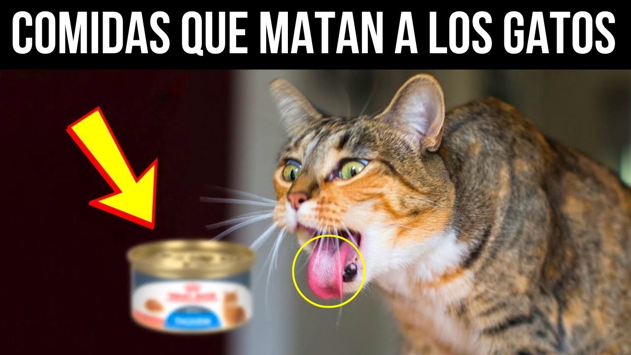 Veterinarios advierten: 14 alimentos peligrosos que tu gato nunca debería comer