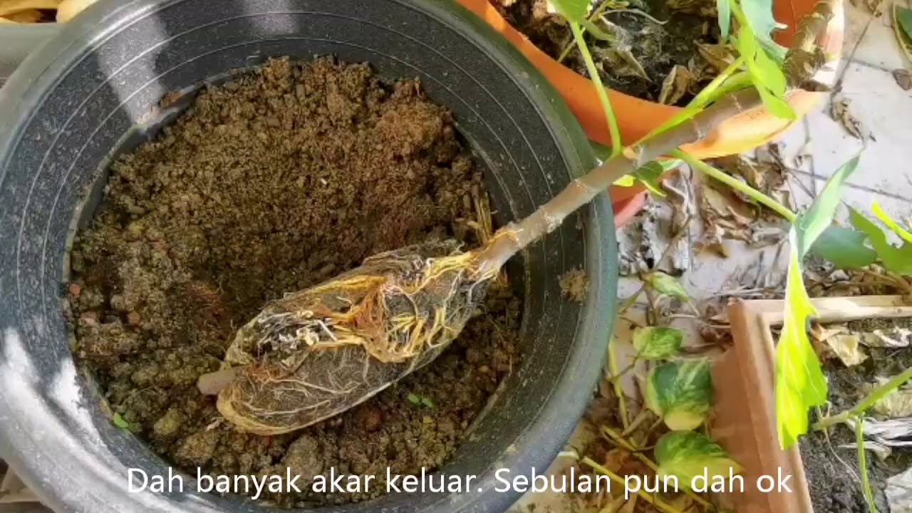 Cara Senang Tut Dan Tanam Pokok Tin