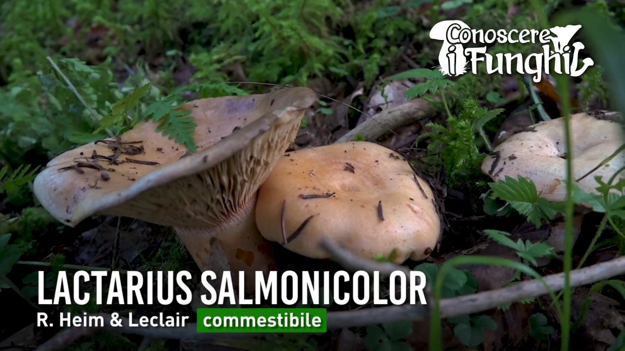 Conoscere i Funghi: Lactarius salmonicolor  [ COMMESTIBILE ]