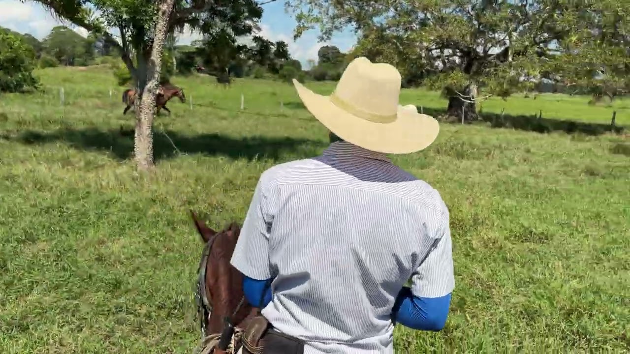 Mi gente hay cogimos un novillo.🐂!!engusanado de un cacho 🤠 #vairalvideo #youtubeshorts #vaqueria 