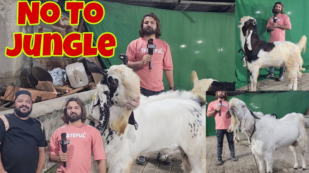 Bohat Hua Jungle Main Mungle | Bhiwandi Model Goat Farming | Biggest Kota Of D Goat Farm Danish Bhai