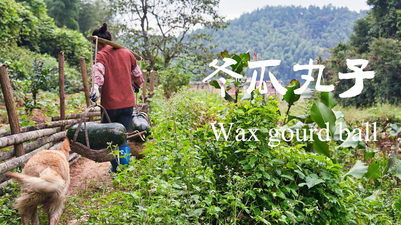 I harvested more than 20 Wax gourd, Wax gourd balls indispensable|家裏收獲了20多條冬瓜，冬瓜丸子是必不可少的壹道菜【乡野莲姐】