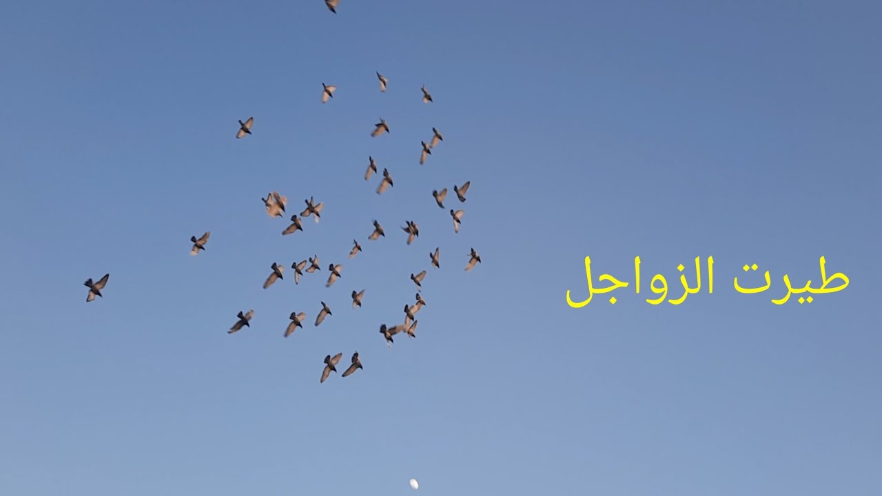 طيرت الزواجل