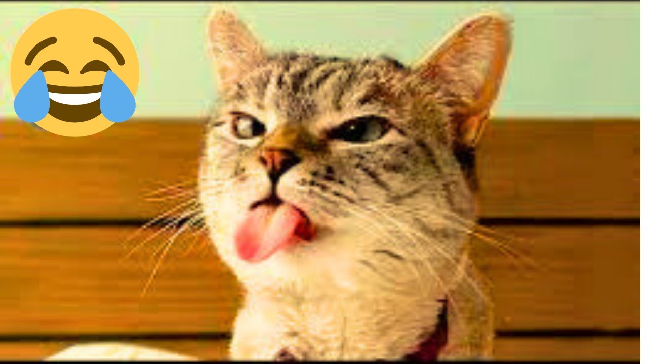 Funny Animal Fails That Will Make You LOL 😂