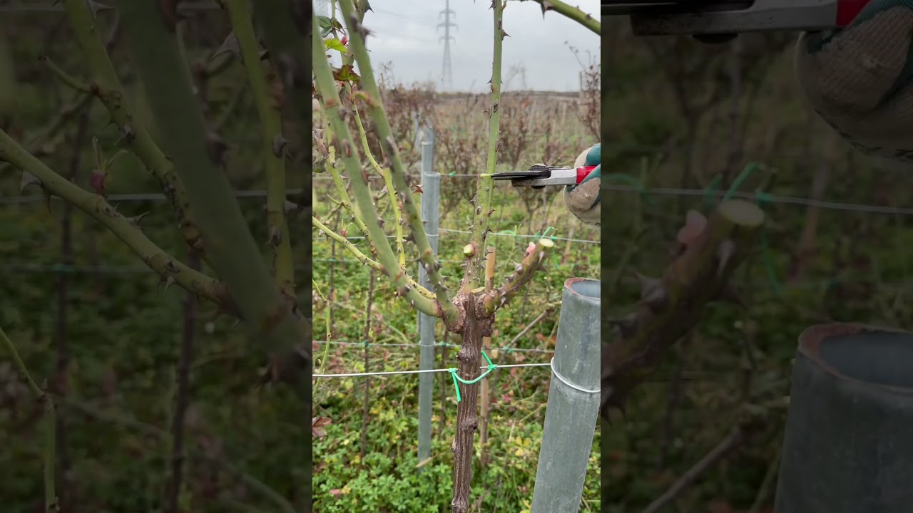 Pruning roses