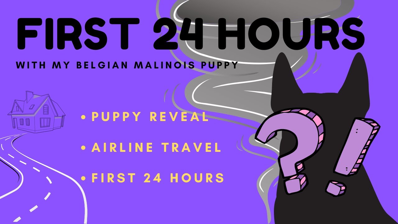 Bringing Home my Belgian Malinois puppy!
