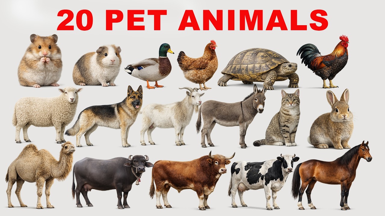 20 Pet Animals Name in Hindi and English | पालतू जानवरों के नाम | Kids Learning Video