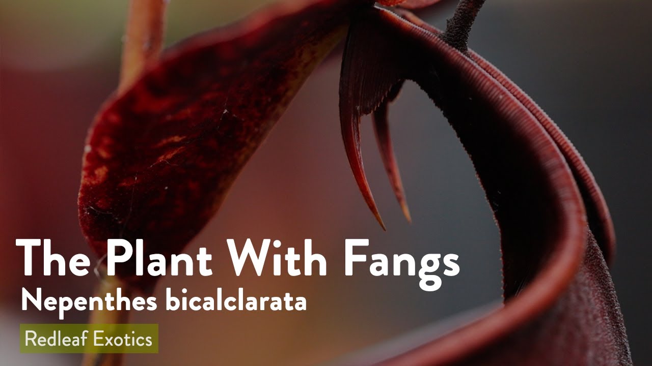 Растение с клыками: Nepenthes bicalclarata