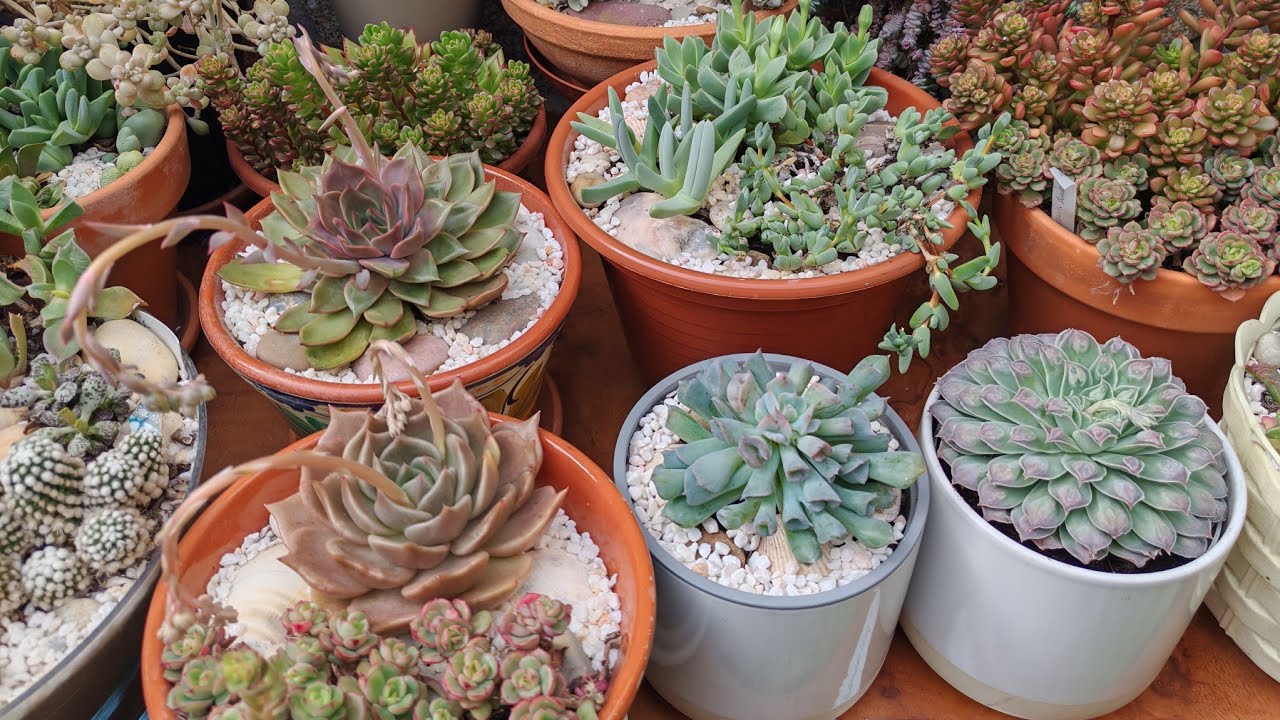 #echeveria hyalina caranculata conhece? Plantas fofas e diferentes 🥰. Flores lindas 😍