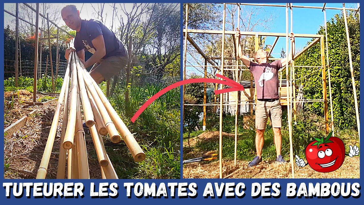 Construction d'une structure en BAMBOU pour accueillir les TOMATES 🍅🍅