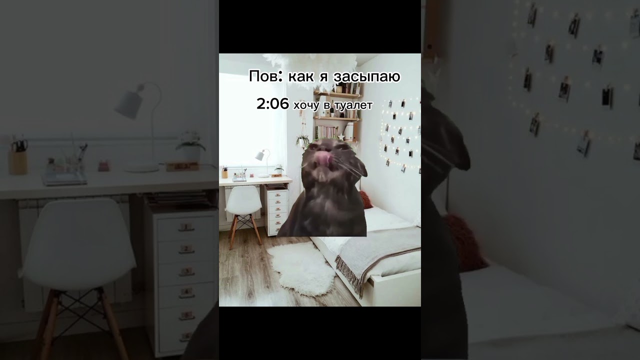Пов: как я засыпаю #мем #жиза #животные #глобал #анимация #котики #2024 #cat #memes #мемныекоты