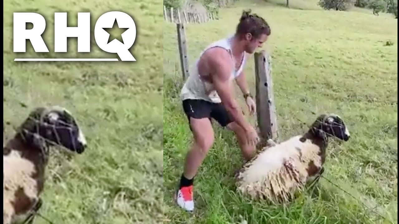 Video Of Rugby Star Freeing Sheep Has Internet OBSESSED