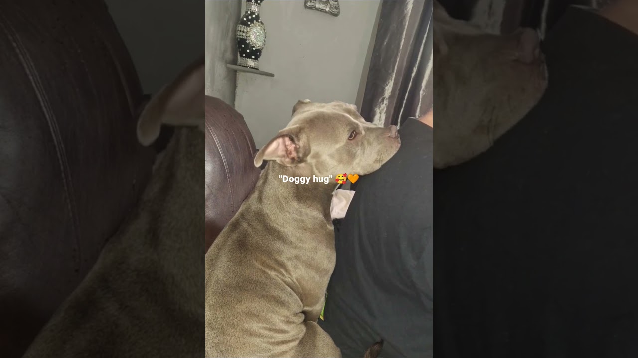 "Unconditional love in a furry package.". "I hope Jesse's videos bring a smile to your face." 😊❤️