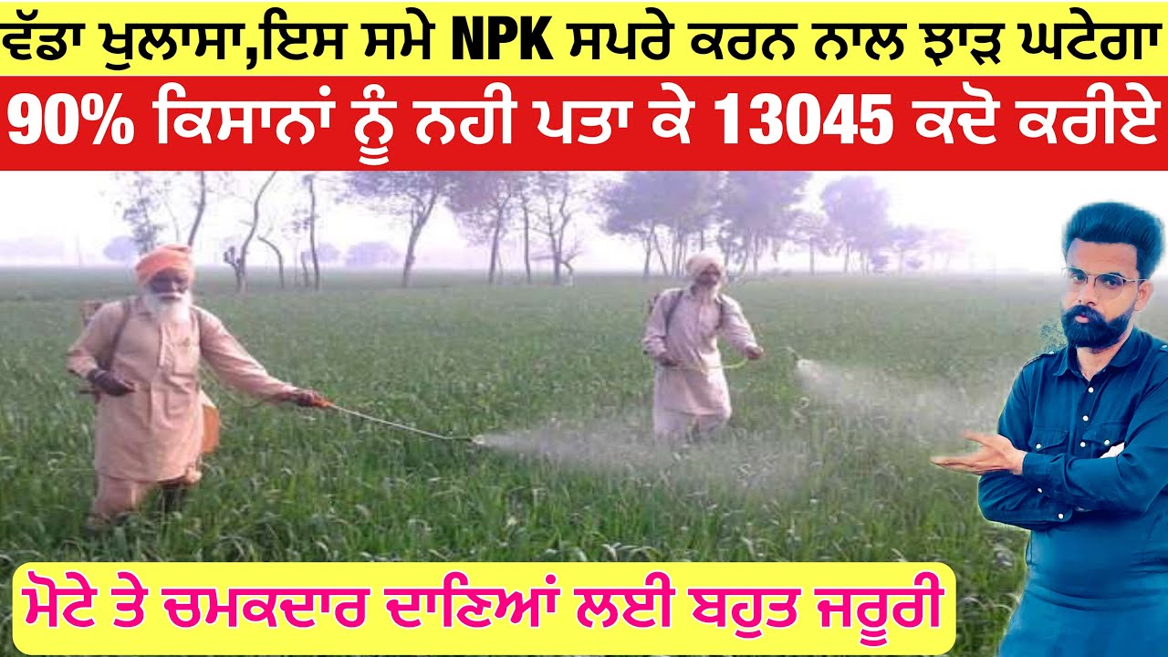 90% ਕਿਸਾਨਾਂ ਨੂੰ ਨਹੀਂ ਪਤਾ ਕੇ ਕਣਕ ਤੇ 13045 ਦੀ ਸਪਰੇ ਕਦੋ ਕਰੀਏ ਤਾ ਕਿ ਦਾਣੇ ਮੋਟੇ ਭਾਰੇ ਹੋਣ | best NPK spray 