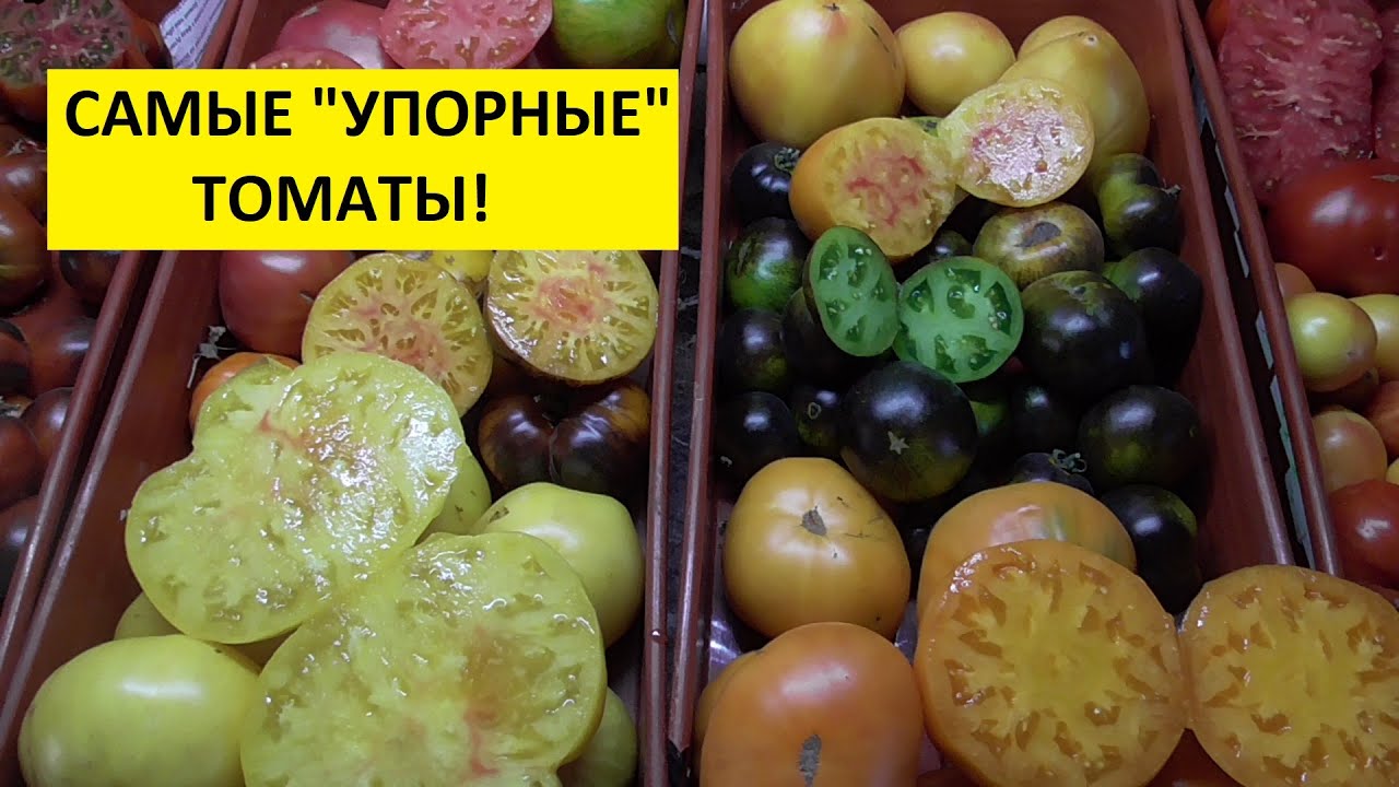Обзор самых “упорных”, “трудолюбивых”  томатов в начале осени, 2 сентября.