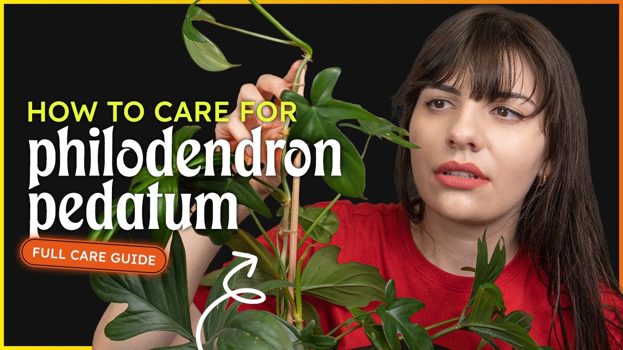 Philodendron Pedatum Care (Philodendron Laciniatum)