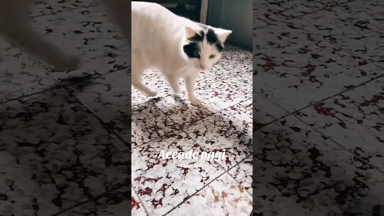 Ha un dubbio 😅😅😅 #cat #italiangetaway #gatti