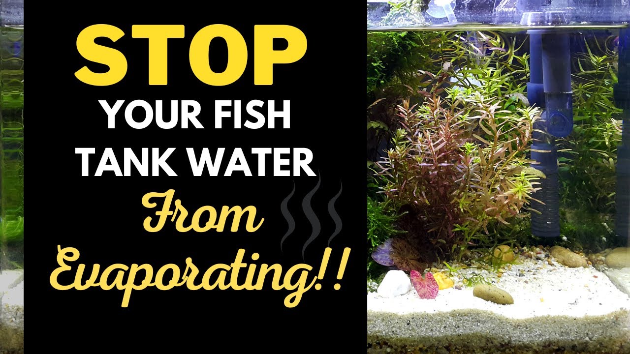 STOP Fish Tank Water Evaporation: Top 6 Reasons & Solutions Explained!