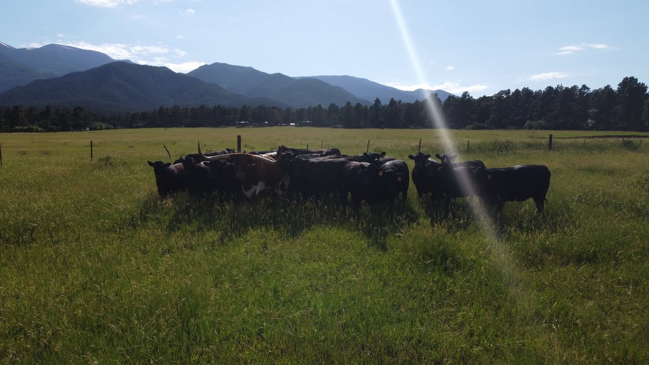 Women in Ranching - 100% Grass Fed Beef in Rye, Colorado