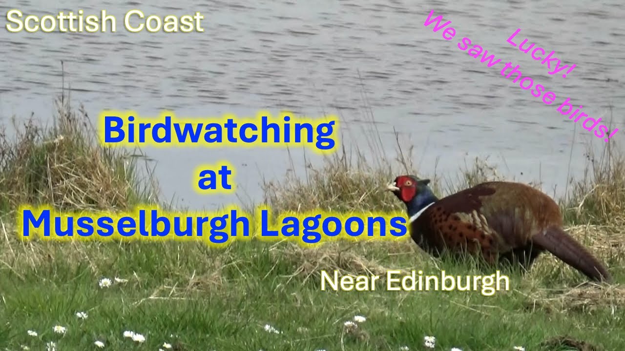 Birdwatching in Scotland: Discovering Amazing Birds at Musselburgh Lagoons(April 2025) @Anser_world​
