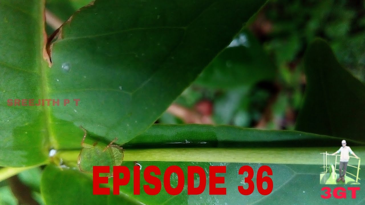 ജീവികൾ 🐛🦗, Wild species 🐛🦗, Bio, Youtuber SREEJITH P T 📹🕺 , Youtube Channel 3GT📺