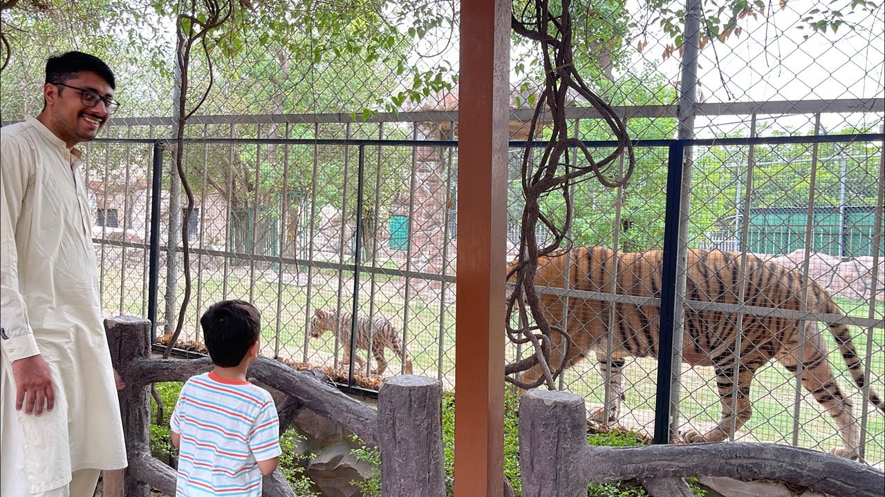 LIVE 🦁 Baby's First Zoo Adventure | Cute Animal Reactions at B17 Zoo