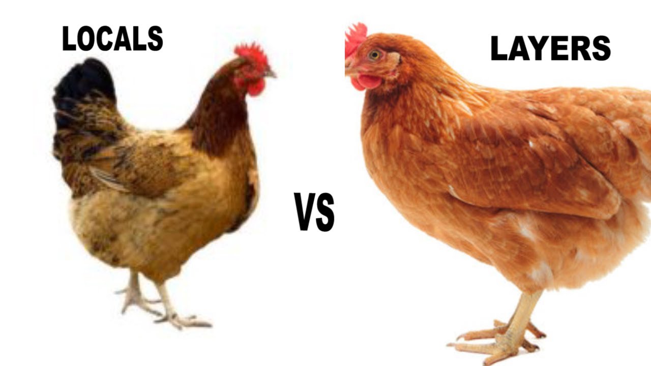 Local vs Layers| Which is More Profitable? With Dr.Isa Luigare.Part 3