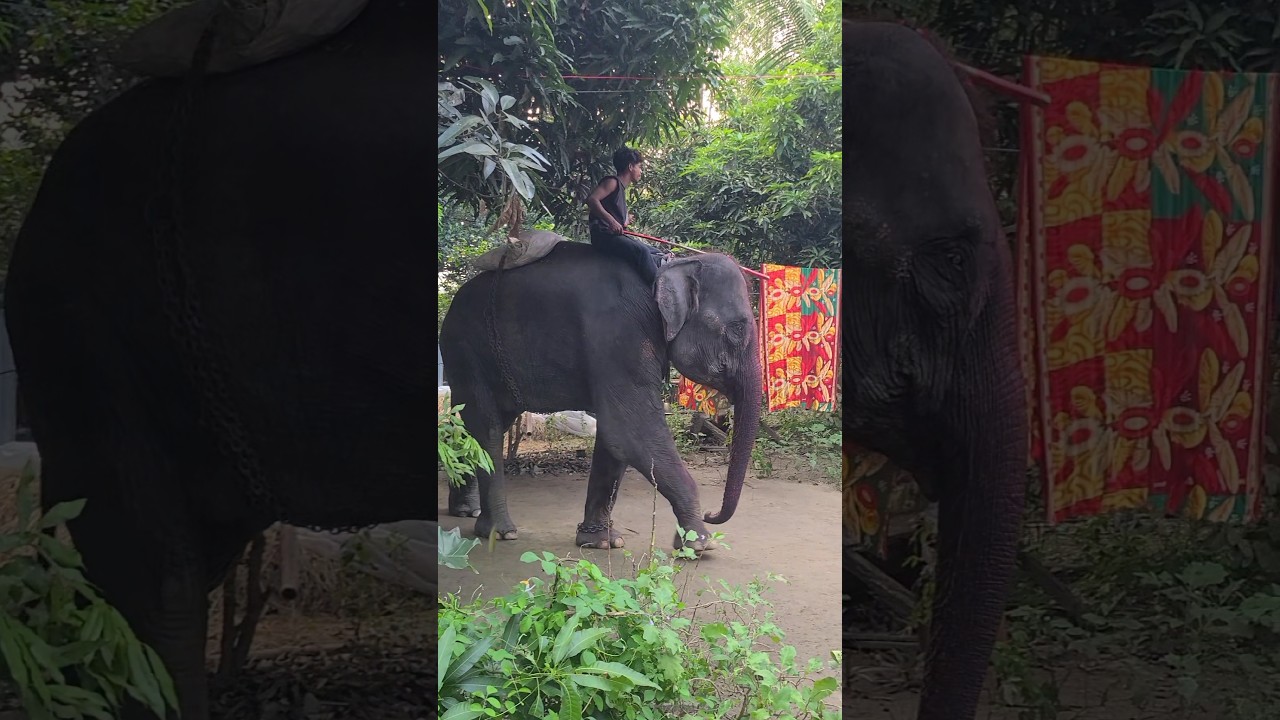 #foryou #ma #elephant #shortvideo #animals