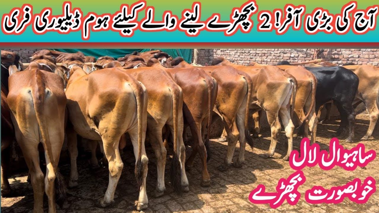 Low Cost Rate Sahiwal Calf Sacrifice 2023 || Today Big offers!2 Bachre Home Dalivery Free