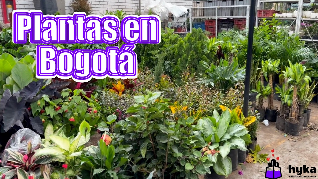 Plantas en Bogotá - Hyka