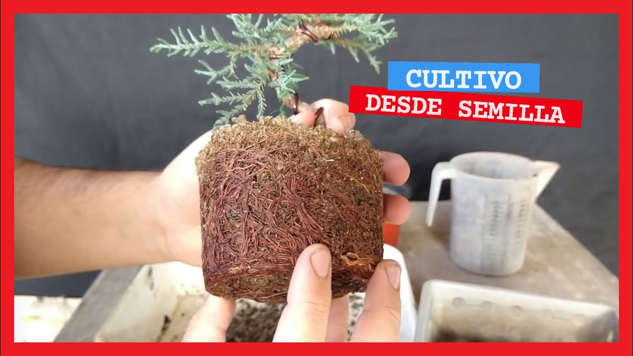 TRASPLANTE PREBONSAI CIPRÉS de maceta a colador - fines de invierno 2020 argentina