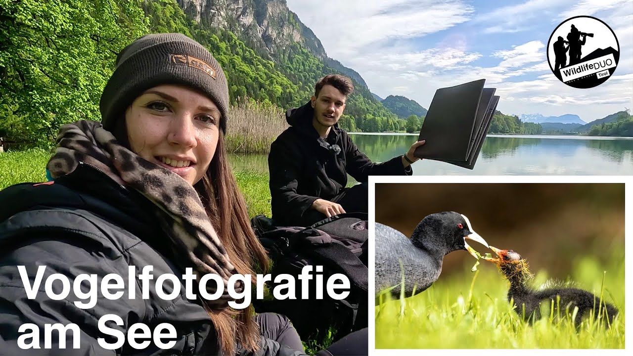 Vogelfotografie am See - Die Blässhühner sind geschlüpft!