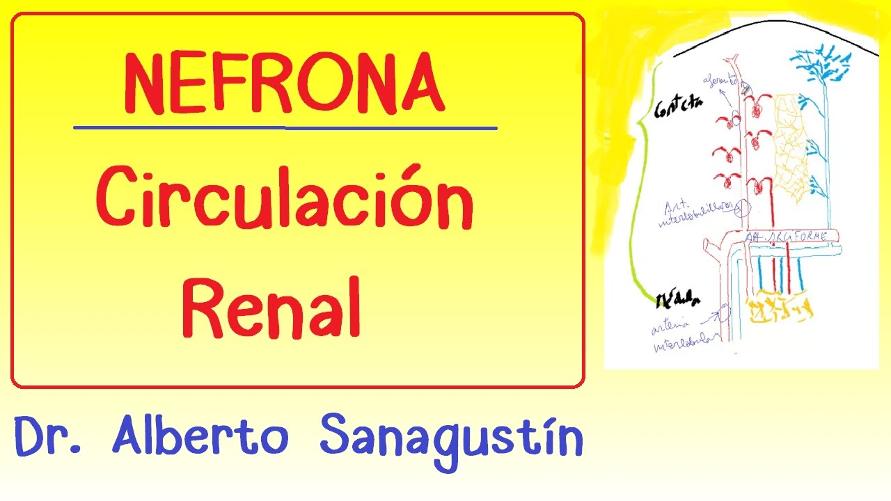 NEFRONA y CIRCULACIÓN RENAL #anatomía