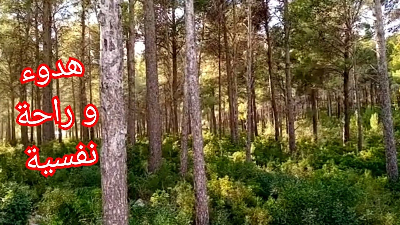 نزهة في غابة كثيفة بن قريش أحسن مكان تقضوا فيه نهاية الأسبوع بعيدا عن ضجيح المدينة هواء نظيف ومنعش