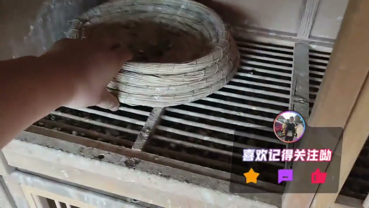 22年狐狸血统配21年司翠克鲍特东方不败迪布恩血统，给换上假蛋，