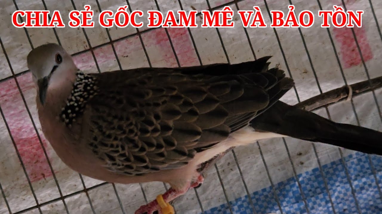 Thanh lý gốc đam mê và bảo tồn cùng ae ( Huy 69 zalo 0913 3000 11 ) clisp 964