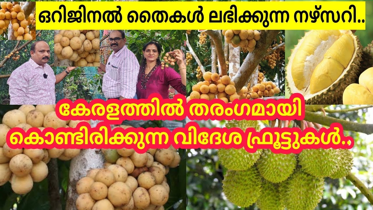 വെറൈറ്റി വിദേശ ഫ്രൂട്ടുകളുടെ തൈകൾ ഉള്ള നഴ്സറി /#dukong #durian #avocado #nursery #fruit