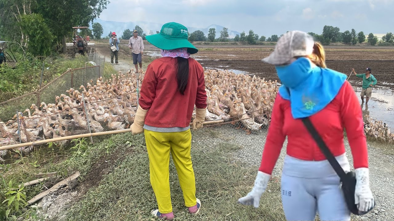 Rural life of duck farmers in the West duck#Running#Copper#
