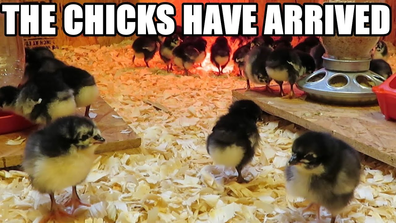 The chicks have arrived | Raising chickens for eggs