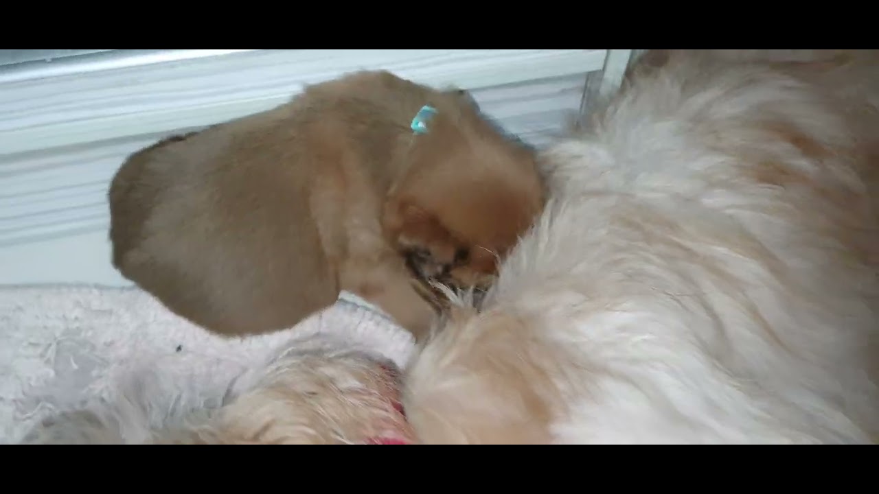 Days 31 puppies
