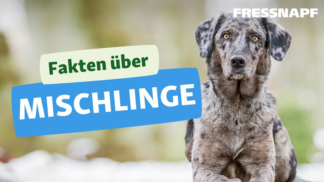 Was sind Mischlinge? Wissenswertes über Mischlingshunde