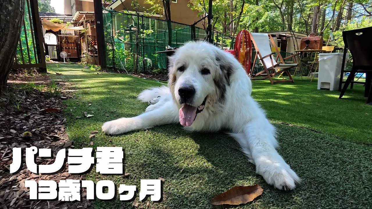【ルンルンの裏庭】超健康！13歳10ヶ月のパンチ君！