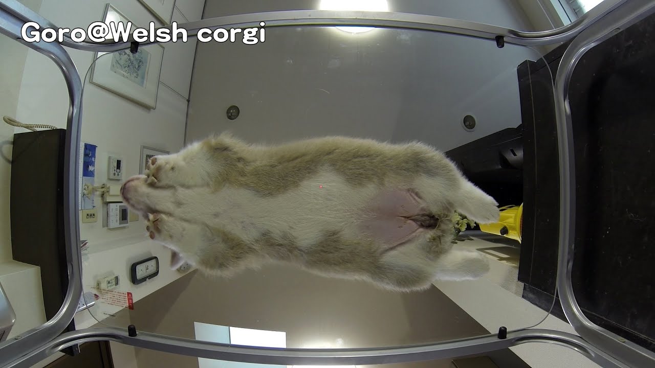 20141115 Part 11 cute puppy on glass table / コーギー子犬 ガラステーブル dog 宙に浮くワンコ