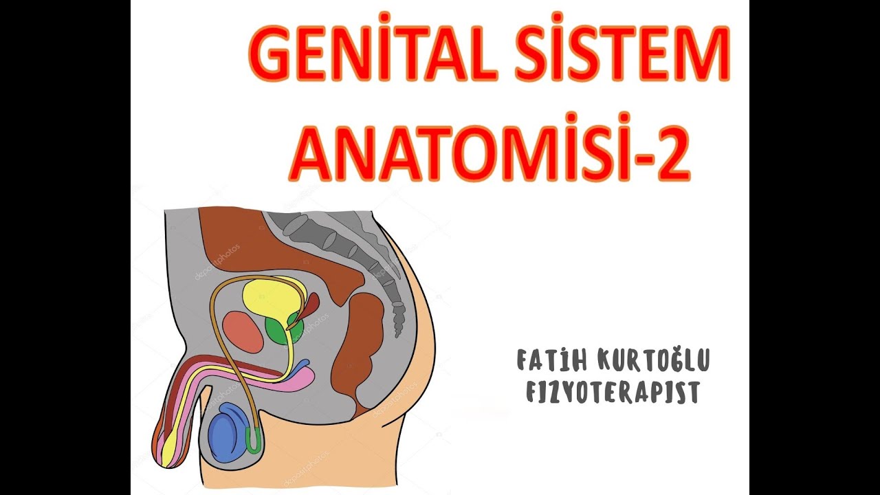 Genital Sistem-Erkek Genital Organları | ANATOMİ SİSTEMLER KONU ANLATIMI -3 | önlisans-lisans