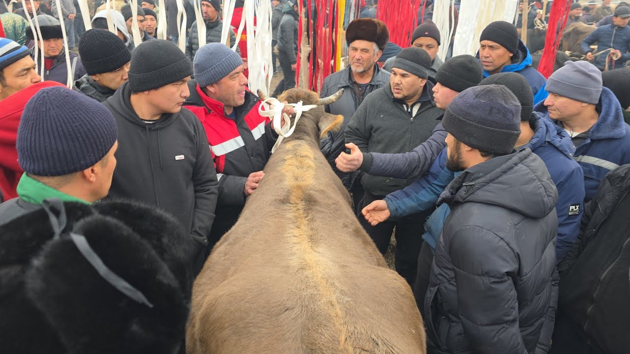 Asaka Mol Bozori Sigirlar Bõğozlar Narxlari 