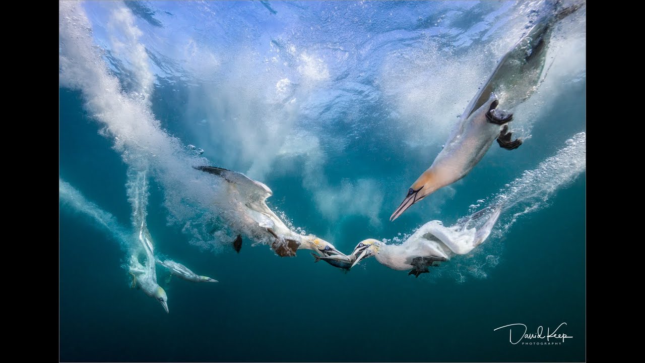 Photographing Diving Gannets