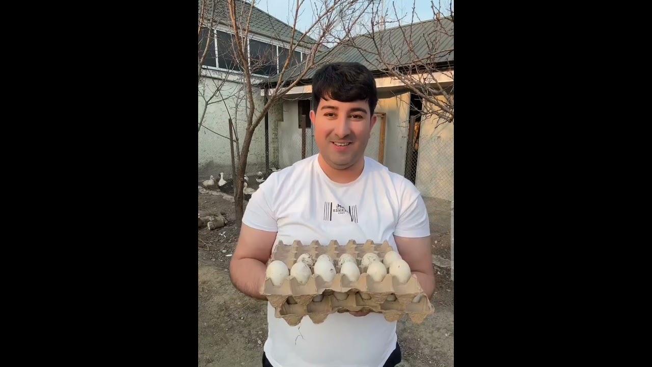 Tezə cücə gətirməyə getdi#Baboṣ yumurta verib cüce alacaq!🥚🐣