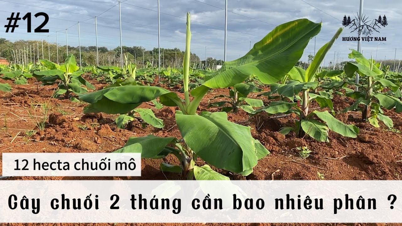 #12 Cây chuối 2 tháng tuổi cần bao nhiêu phân ? Cách chăm sóc chuối mô #banana